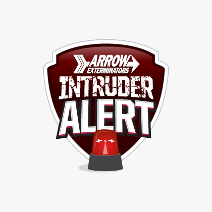 intruder alert logo option 1